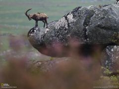 Tapeta National Geographic 271.jpg